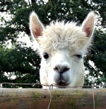 Famosi alpaca di TikTok aiutano a coltivare canapa 