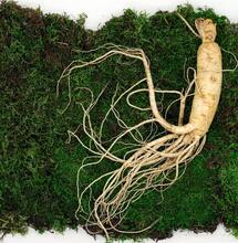 ginseng medicinal plant 
