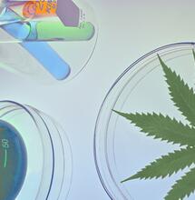 Objeveny nové kanabinoidy THCP a CBDP