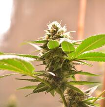 Global polls on marijuana legalization reveal highest ever support.