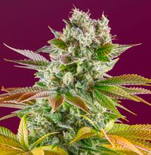 Le côté plus sauvage de Sweet Seeds® : Gorilla Girl F1 Fast Version®