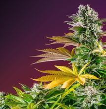 Dzika strona Sweet Seeds®: Gorilla Girl F1 Fast Version®