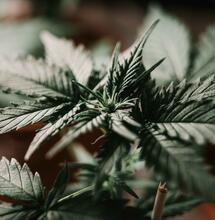 Une émission traitant du cannabis en Europe