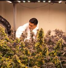 Revolución en el cannabis terapéutico en Perú con 420 Green Cure.