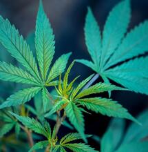 cannabis leaf close up