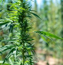 Learn exactly how to grow the powerful Sativa-dominant Green Crack cannabis strain. Get expert tips on light, nutrients, yield, managing mold, and more. 