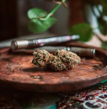 Step inside the hidden world of Dutch cannabis cultivation through candid stories, risks, and realities behind coffeeshop supply chains. Exclusive interview!