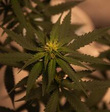 cannabis plants.