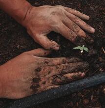 ¿Germinan las semillas viejas?