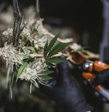 Cómo afecta la poda a cannabinoides y terpenos