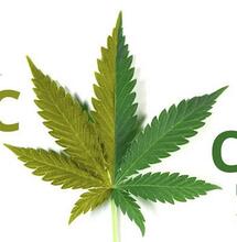 De CB receptor, THC en het kankergen