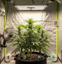 Discover the 10 key benefits of using grow tents for indoor cannabis cultivation. Affordable, discreet, and perfect for renters!