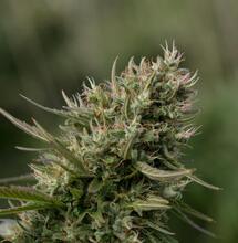 grow vertical cannabis