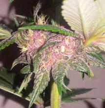 How To Make Your Own Cannabis Seeds At Home