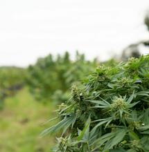 Growing Cannabis Outdoor FAQ