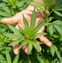 Medical cannabis for war hero