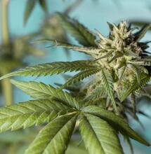 Growing Cannabis With Nutrient Film Technique