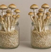 De nieuwe generatie thuiskwekers: waarom growkits populairder zijn dan ooit