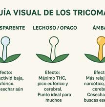 Guía de la cosecha de cannabis: de la planta al frasco