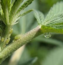 Pulgones en el cannabis: Guía completa para eliminar la plaga