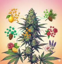 Guía de terpenos: tu cepa ideal por su aroma y efecto