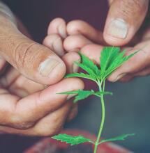 young cannabis plant