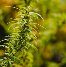 Haze - příběh legendární sativy