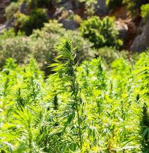 Explore the healing properties of cannabis and hemp, from anti-inflammatory and analgesic effects to nutritional benefits of hemp seeds and oils for wellness.