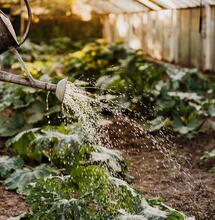 Heavy Metal Contamination