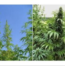 hemp and cannabis plants side bay side