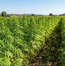 Cáñamo para depurar aguas residuales: Su potencial como bioadsorbente