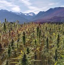 Die ökonomische Bedeutung von Cannabis