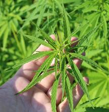  Le Canna Indica, une alter bota pour notre canna