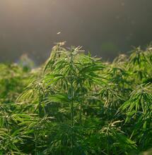 hemp plantation, industry and business in Africa. 