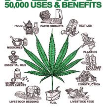 Hemp Design Factory in Oude Pekela