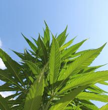 Temporada de cultivo exterior