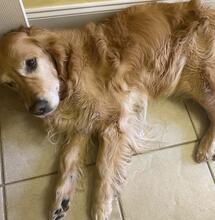 Nieuw onderzoek effecten CBD bij pijnbestrijding honden