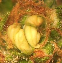 Marihuana hermafrodita.