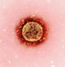 ¿La marihuana y su THC frenan el herpes simple?