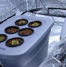 NFT, DWC y las demás técnicas hidropónicas para marihuana.