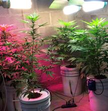 Técnica de película nutritiva para cannabis