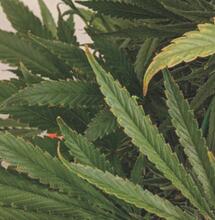 Necrosis en borde de hojas por deficiencia de hierro en marihuana. Foto: lewellyn D, Golem S, Jones AMP, Zheng Y. Foliar Symptomology, Nutrient Content, Yield, and Secondary Metabolite Variability of Cannabis Grown Hydroponically with Different Single-Element Nutrient Deficiencies. Plants (Basel). 2023 Jan 17;12(3):422. doi: 10.3390/plants12030422: 