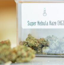 Marihuana Haze: características e historia.