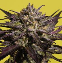 Auge y caída de cepas moradas, lilas y violetas de marihuana