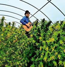 Hoe klinkt een cannabisplant?