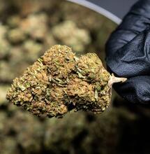 checking up big fat buds. 