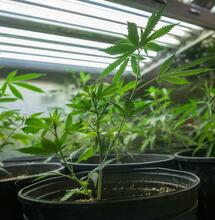 Home Growing in Southern England