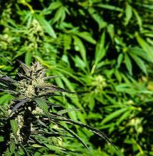 Homegrowing a Cannabis Plant: Killing Time During Lockdown