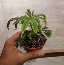 Fusarium en la marihuana. 