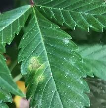 Hongos en la marihuana ¿qué hacer?